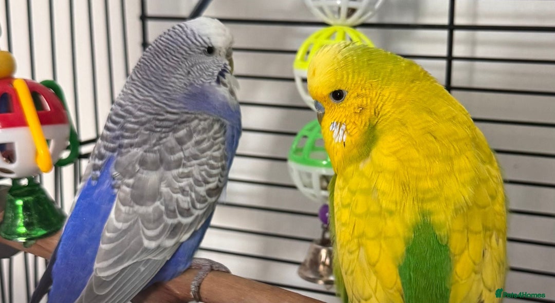 Budgerigars birds for sale: Budgie for Sale - Image 1
