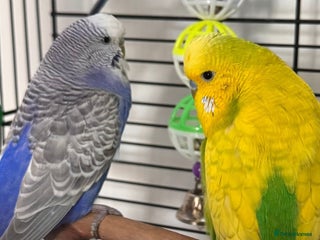 Budgerigars birds - Advert 36