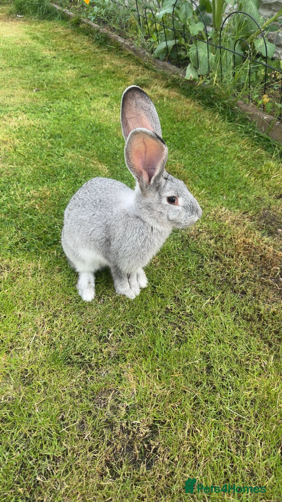 Continental Giant rabbits for sale: Chinchilla Grey Giant Rabbit - Advert 2
