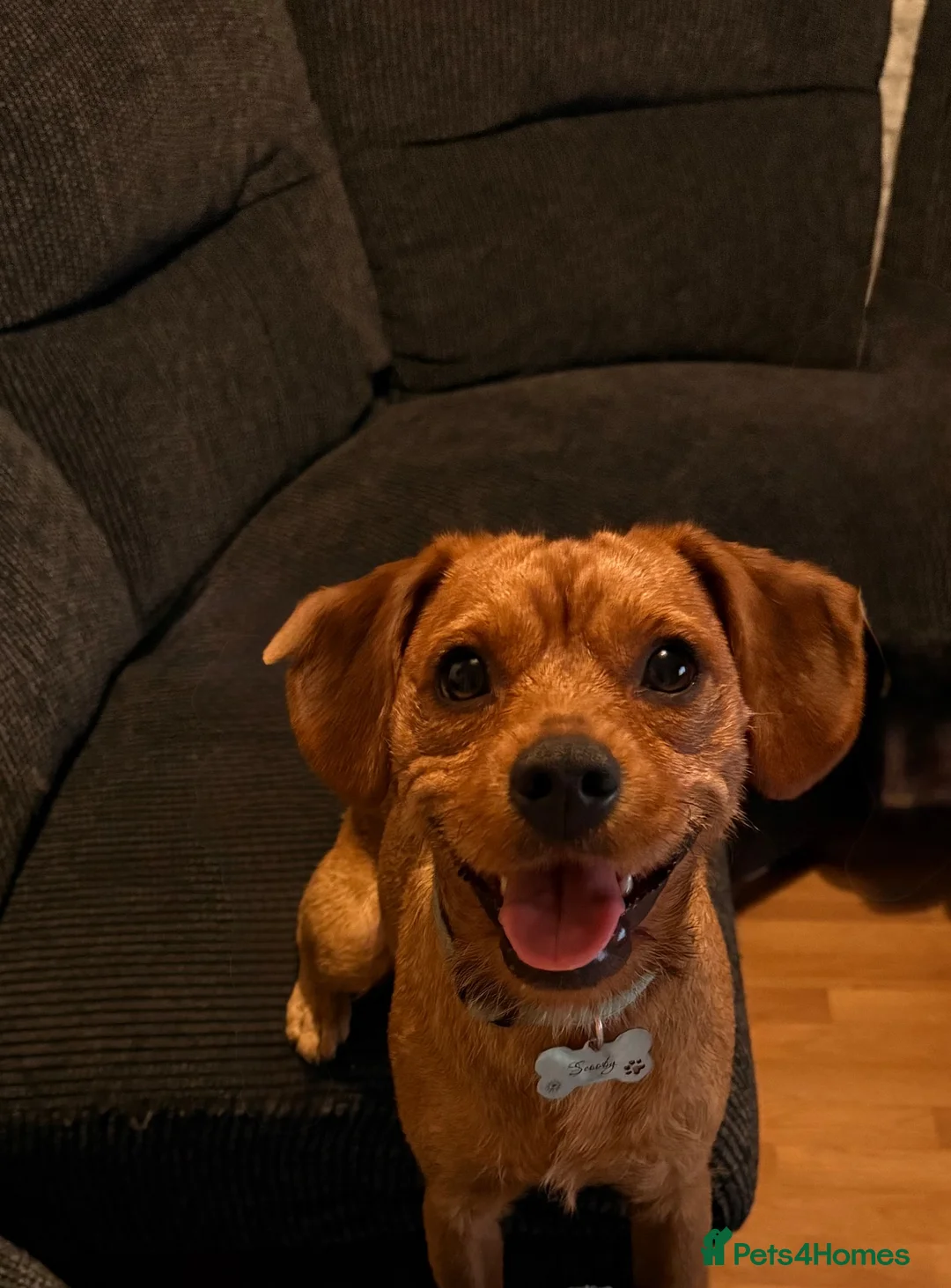 Mixed Breed dogs for sale: Lovely 2year old male looking for new home - Advert 3