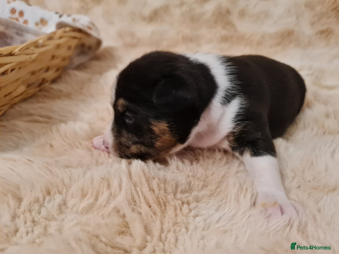 Basenji dogs for sale: ✨ Purebred Basenji Puppies all reserved now!✨ - Advert 12