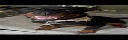 Rottweiler dogs for sale: Rehoming Rottweiler  - Advert 4