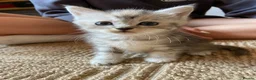 Persian cats for sale: Persian cross kittens - Advert 4
