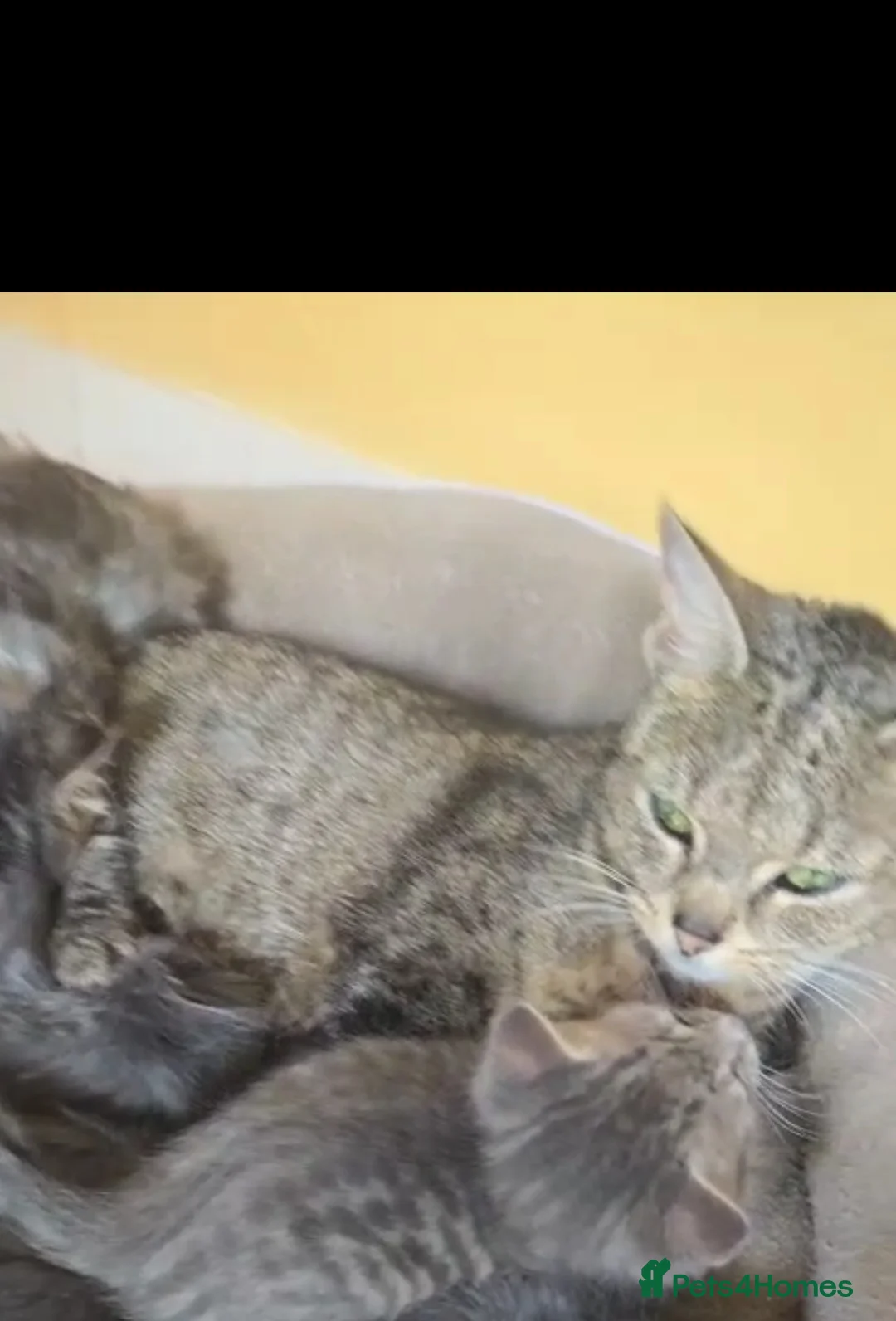 Mixed Breed cats for sale: 4 gorgeous boys - Advert 2