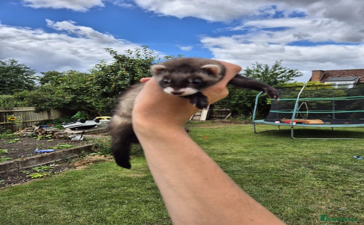 Ferret rodents - Advert 1