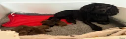 Cocker Spaniel dogs for sale: ❤️ A beautiful litter of tiny cocker spaniels ❤️  - Advert 11