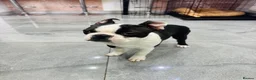 Boston Terrier dogs for sale: Little man looking for a new home 🏡 - Advert 3