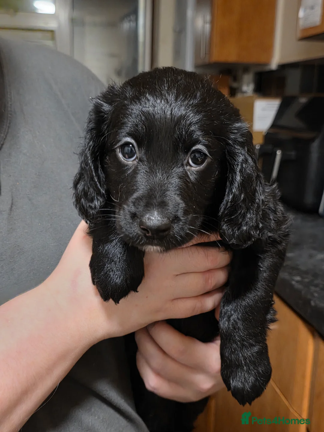 Cockapoo dogs for sale: The Magnificent fully-vaccinated Seven  in Romford - Advert 16