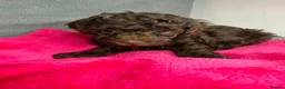 Cavapoo dogs for sale: Beautiful F1B Cavapoo Puppies – Ready to Reserve in Peterborough - Advert 10