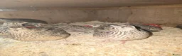 Quail poultry for sale: XXXL Quail, Jumbo type - Advert 1