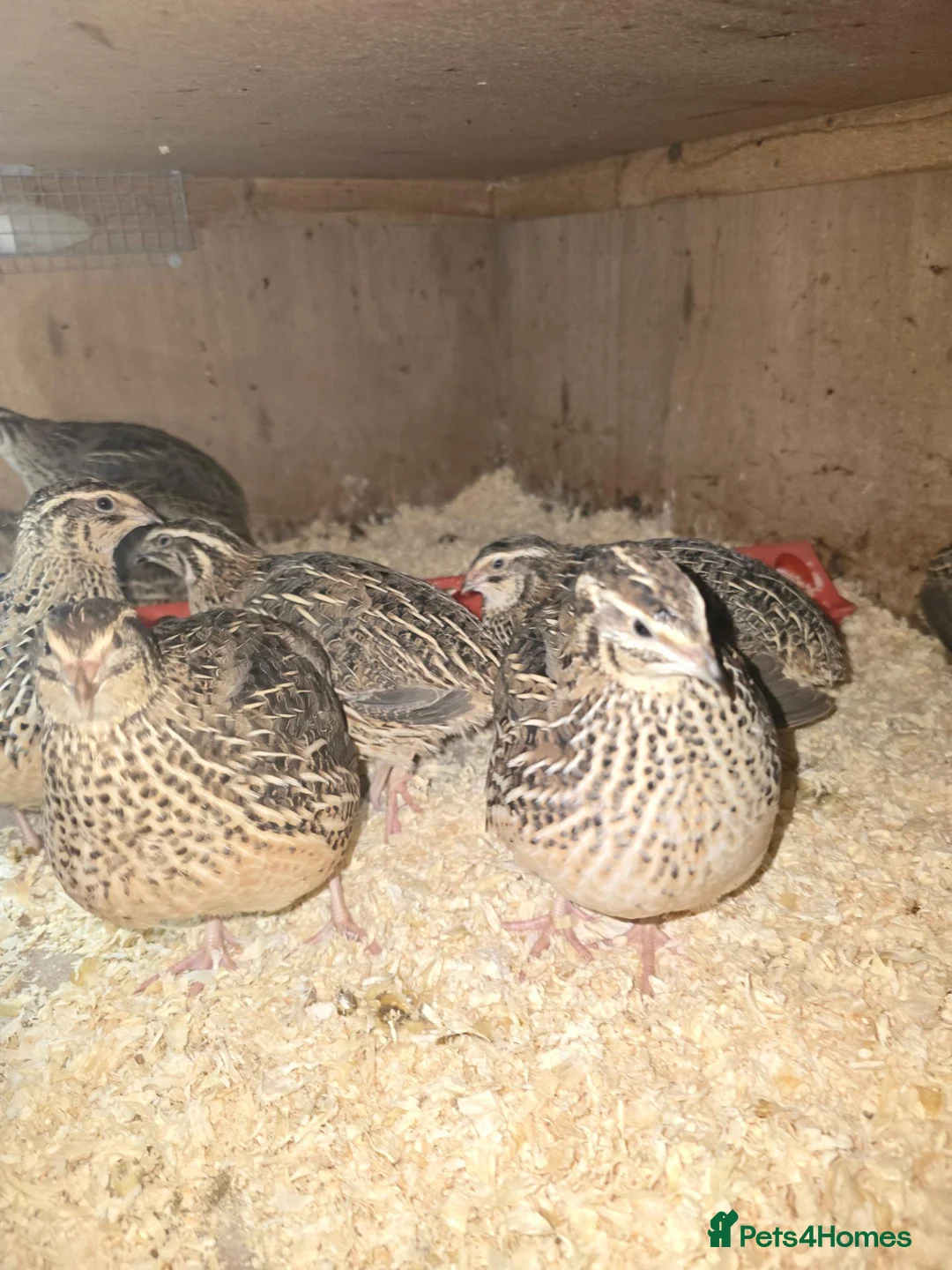 Quail poultry for sale: XXXL Quail, Jumbo type - Advert 1