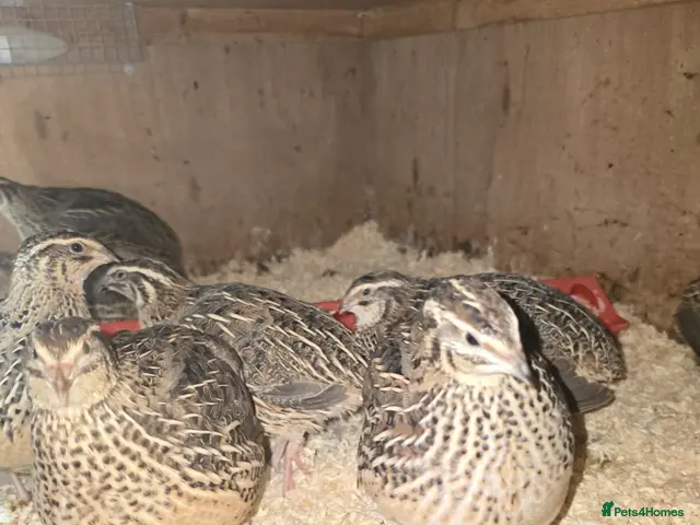 Quail poultry for sale: XXXL Quail, Jumbo type - Advert 1