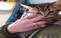 British Shorthair cats for sale: 3 Beautiful marked female kittens  - Advert 3