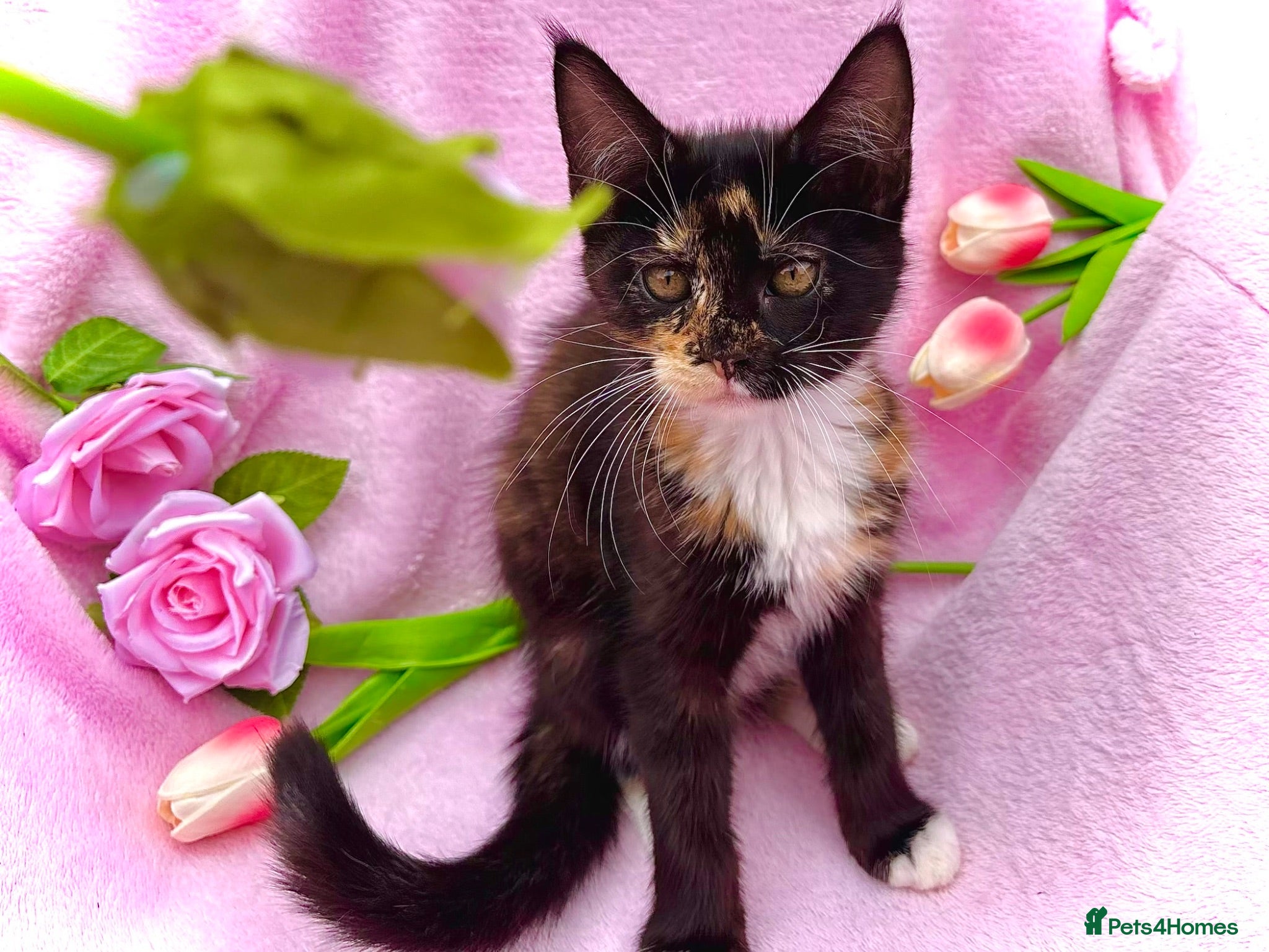 Maine Coon cats Last gorgeous HALF maine coon girl 💗 - Advert 6