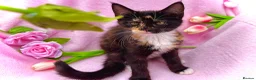 Maine Coon cats for sale: Last gorgeous HALF maine coon girl 💗 - Advert 1