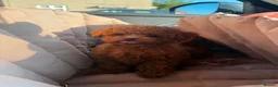 Toy Poodle dogs for sale: Tiny Asian Toy Poodle Boys 🐾 Ready to Reserve! in Romford - Advert 2