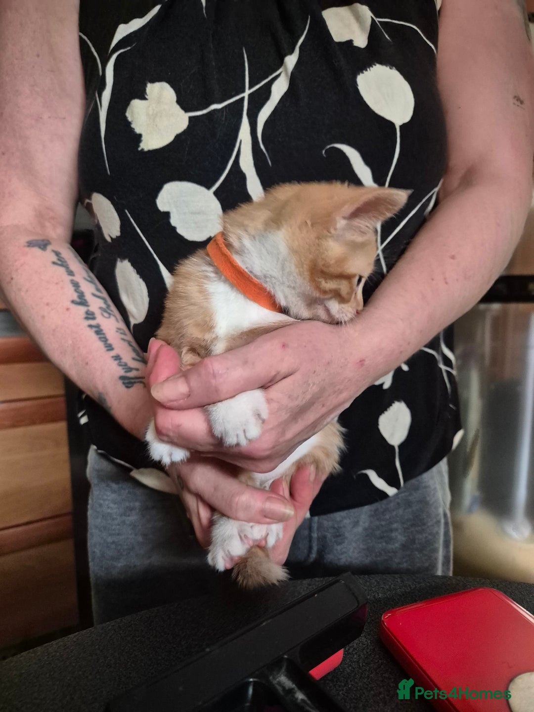Mixed Breed cats for sale: Litter of kittens - Image 14
