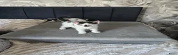 Mixed Breed cats for sale: Kittens for sale - Advert 4