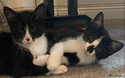 Mixed Breed cats for sale: Smudge and Smidge looking for their forever homes - Image 15