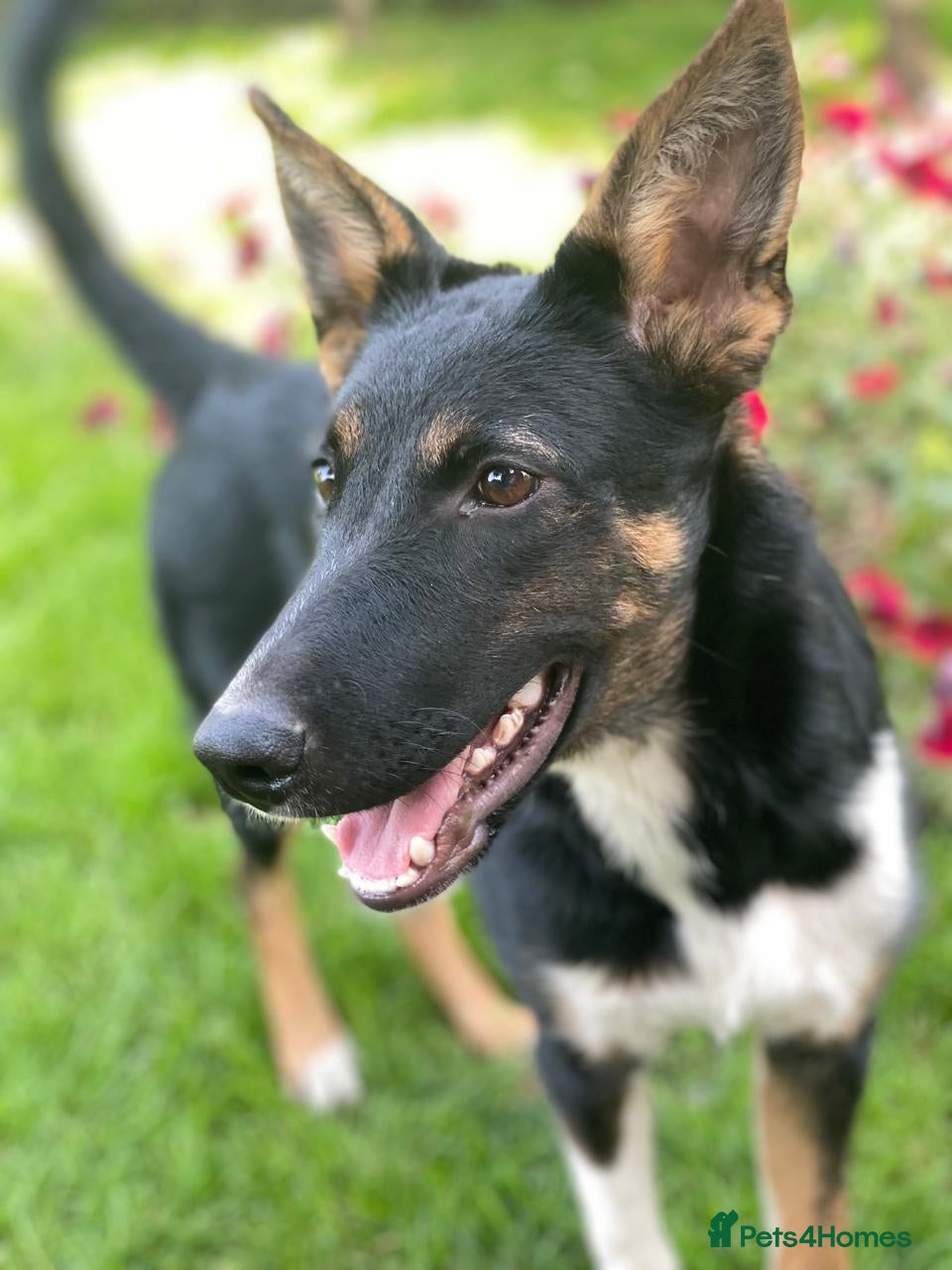 Mixed Breed dogs URGENT: ❤️LINDA- 9 months old medium-to-large❤️ - Advert 1