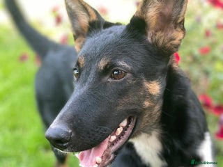 Mixed Breed dogs URGENT: ❤️LINDA- 9 months old medium-to-large❤️ - Advert 1