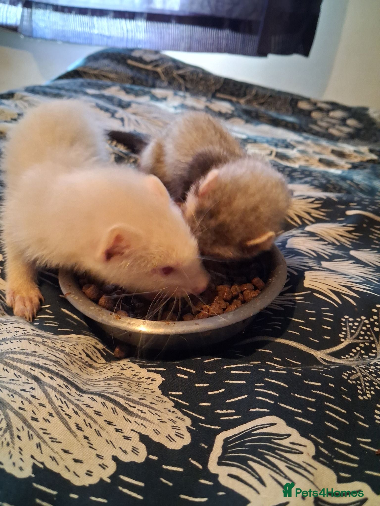 Ferret rodents Kits ready for new home - Advert 4