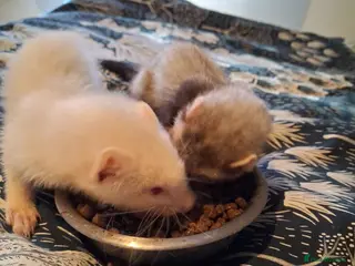 Ferret rodents Kits ready for new home - Advert 4