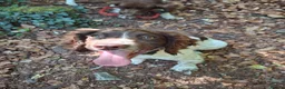 English Springer Spaniel dogs for sale: Puppy  in Abergele - Advert 3