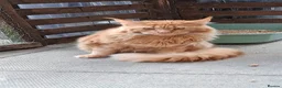Maine Coon cats for sale: Maine Coon xl  - Advert 3