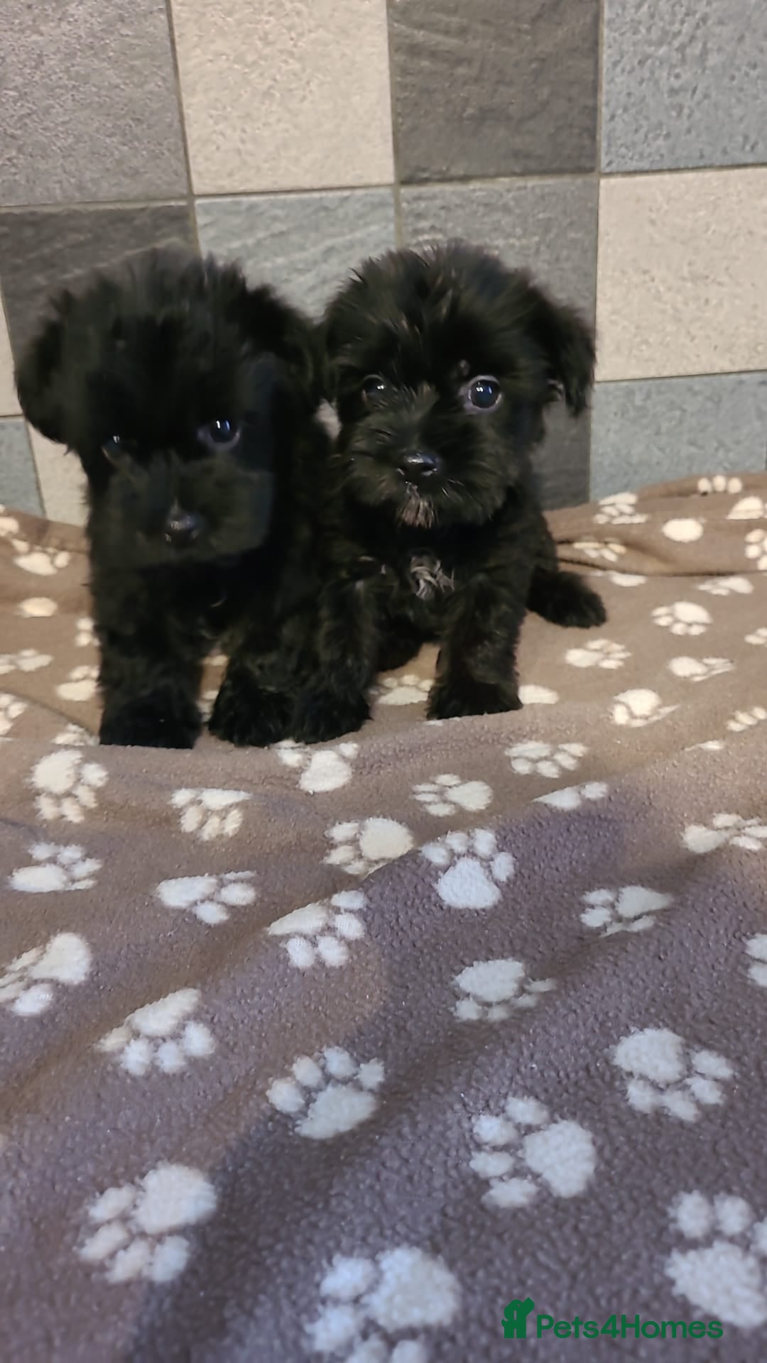 Yorkshire Terrier dogs for sale: Biewer Yorkshire terrier puppies  - Image 1