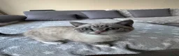 British Shorthair cats for sale: 🌸 British Shorthair Female Kitten – 3 Months Old  in Reading - Advert 11
