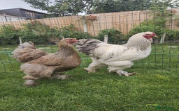 Chickens poultry for sale: Hatching eggs - Image 5