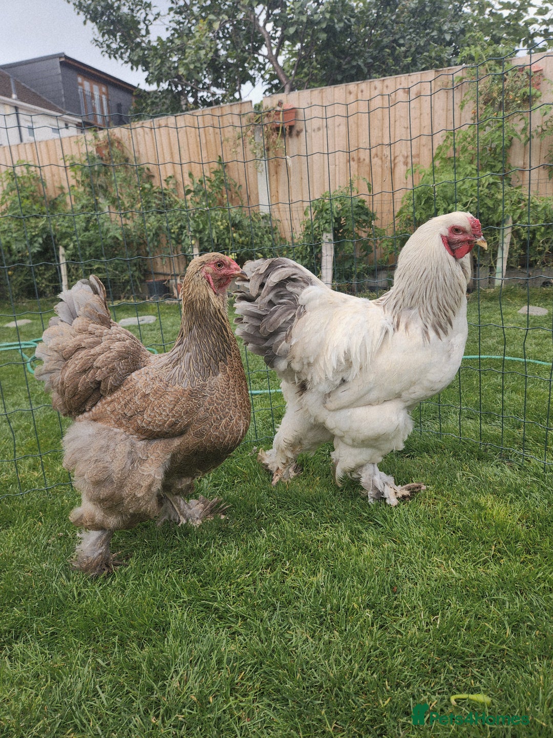Chickens poultry for sale: Hatching eggs - Image 5
