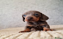 Miniature Dachshund dogs for sale: 💜Stunning miniature daschunds babys💜 - Image 3