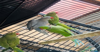 Ringnecks birds in Attleborough - Advert 8