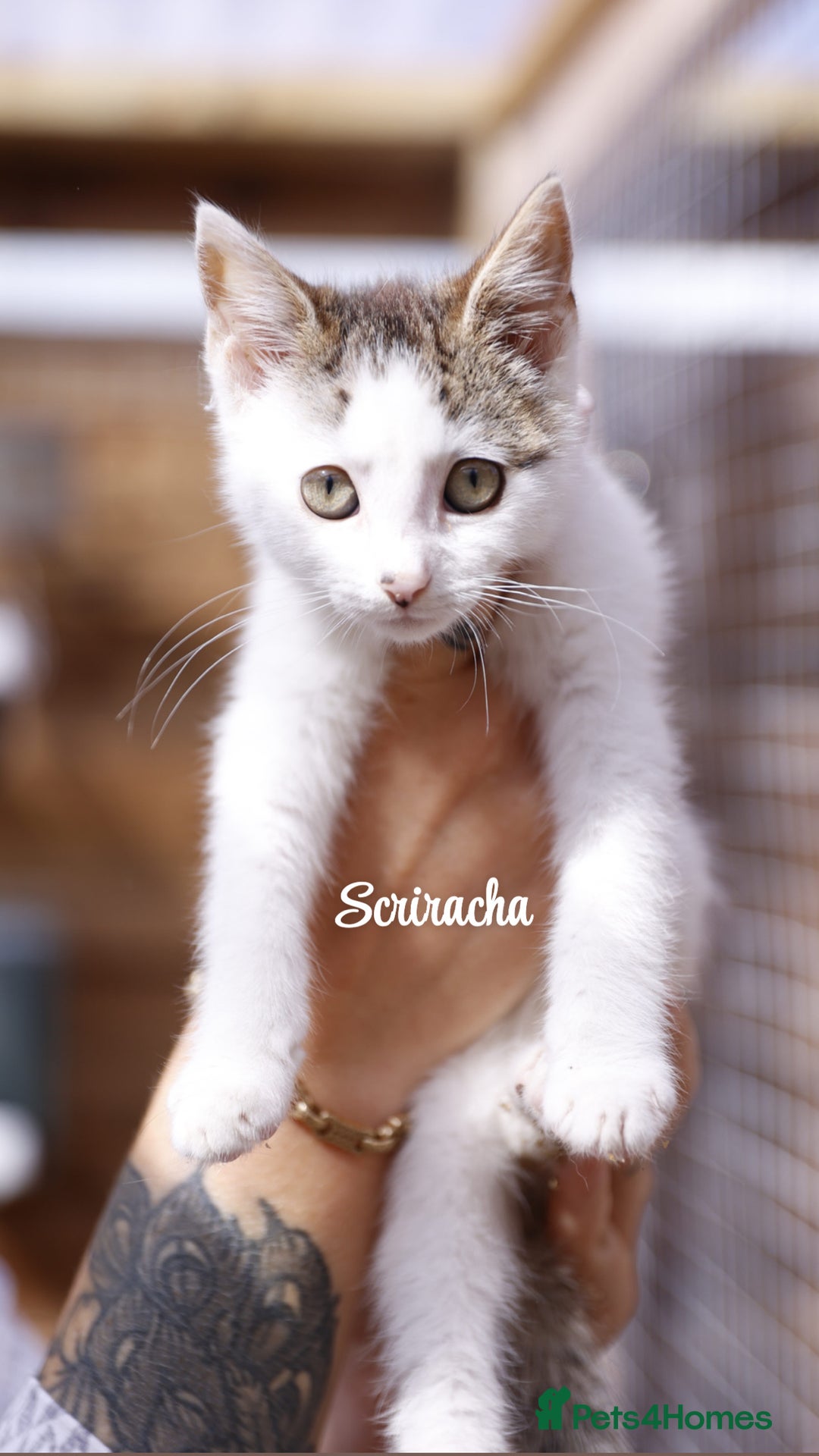 Domestic Shorthair cats for sale: Rescued kittens  - Image 3