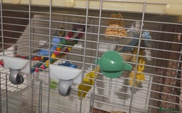 Budgerigars birds for sale: Two budgies for sale with equipment etc  - Image 1