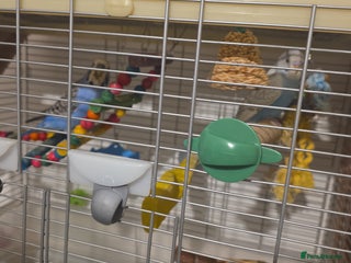 Budgerigars birds - Advert 1