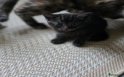 Mixed Breed cats for sale: 🐾 Beautiful Kittens – Tabby x Neva Masquerade  🐾 - Image 7