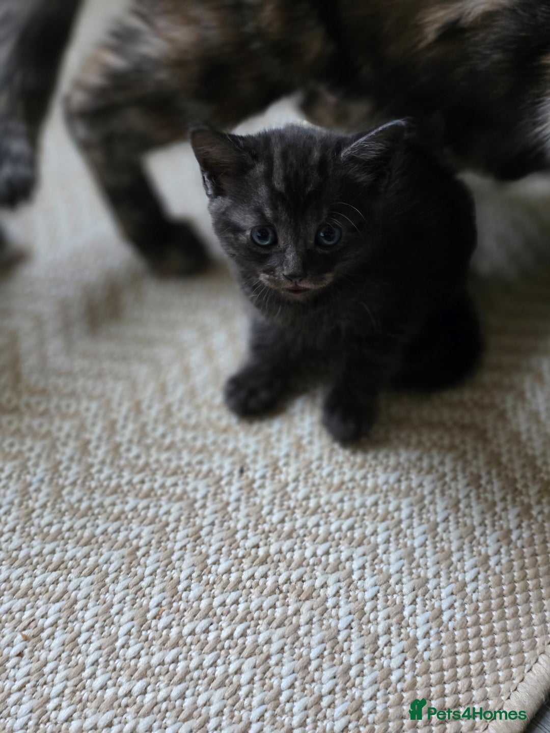 Mixed Breed cats for sale: 🐾 Beautiful Kittens – Tabby x Neva Masquerade  🐾 - Image 7
