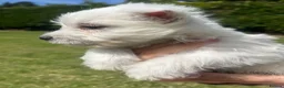 West Highland Terrier dogs for sale: West highland terrier  in Northallerton - Advert 36