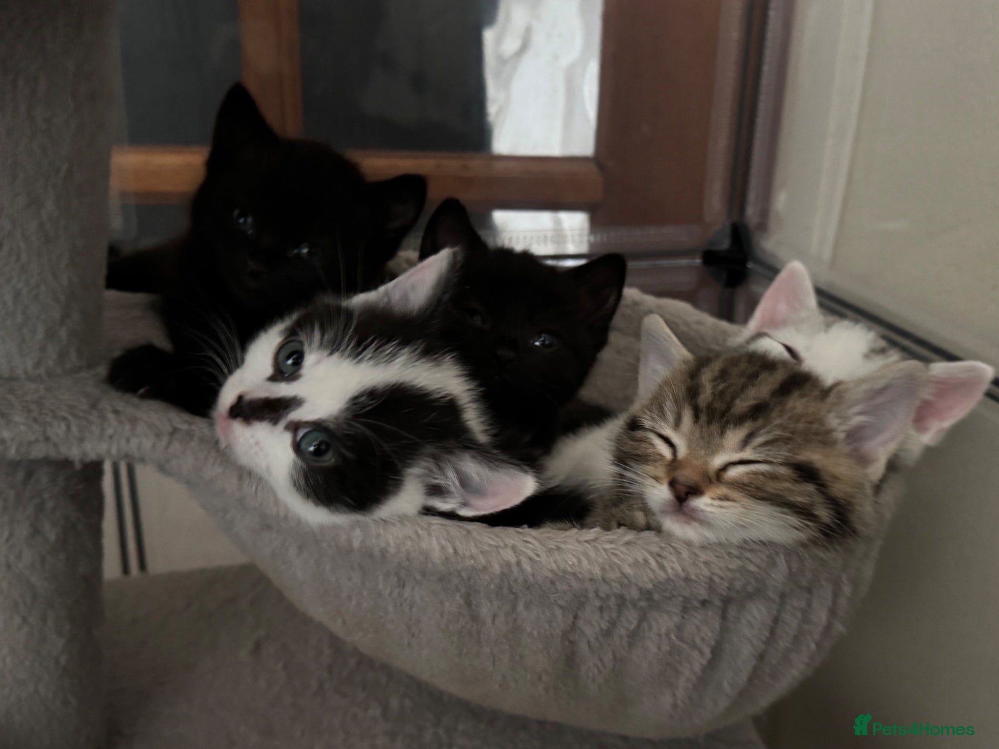 British Shorthair cats British Shorthair kittens - Advert 6