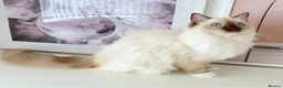 Ragdoll cats for sale: GCCF ACTIVE (FOR BREEDING) SEAL POINT MITTED GIRL - Advert 26