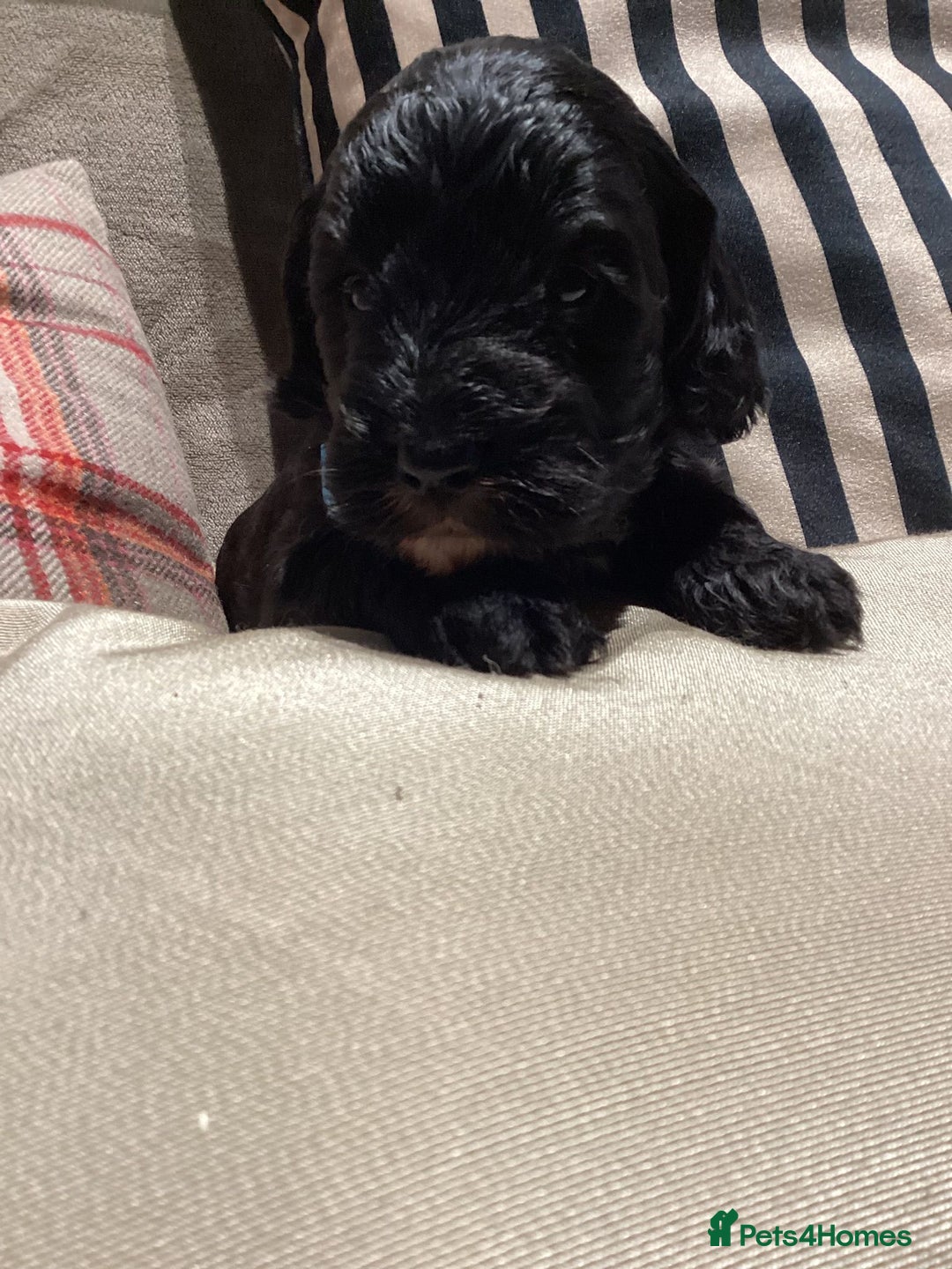 Cockapoo dogs for sale: Cockerpoo  - Advert 4