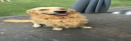 Golden Retriever dogs for sale: Golden retriever puppies due December  - Advert 5
