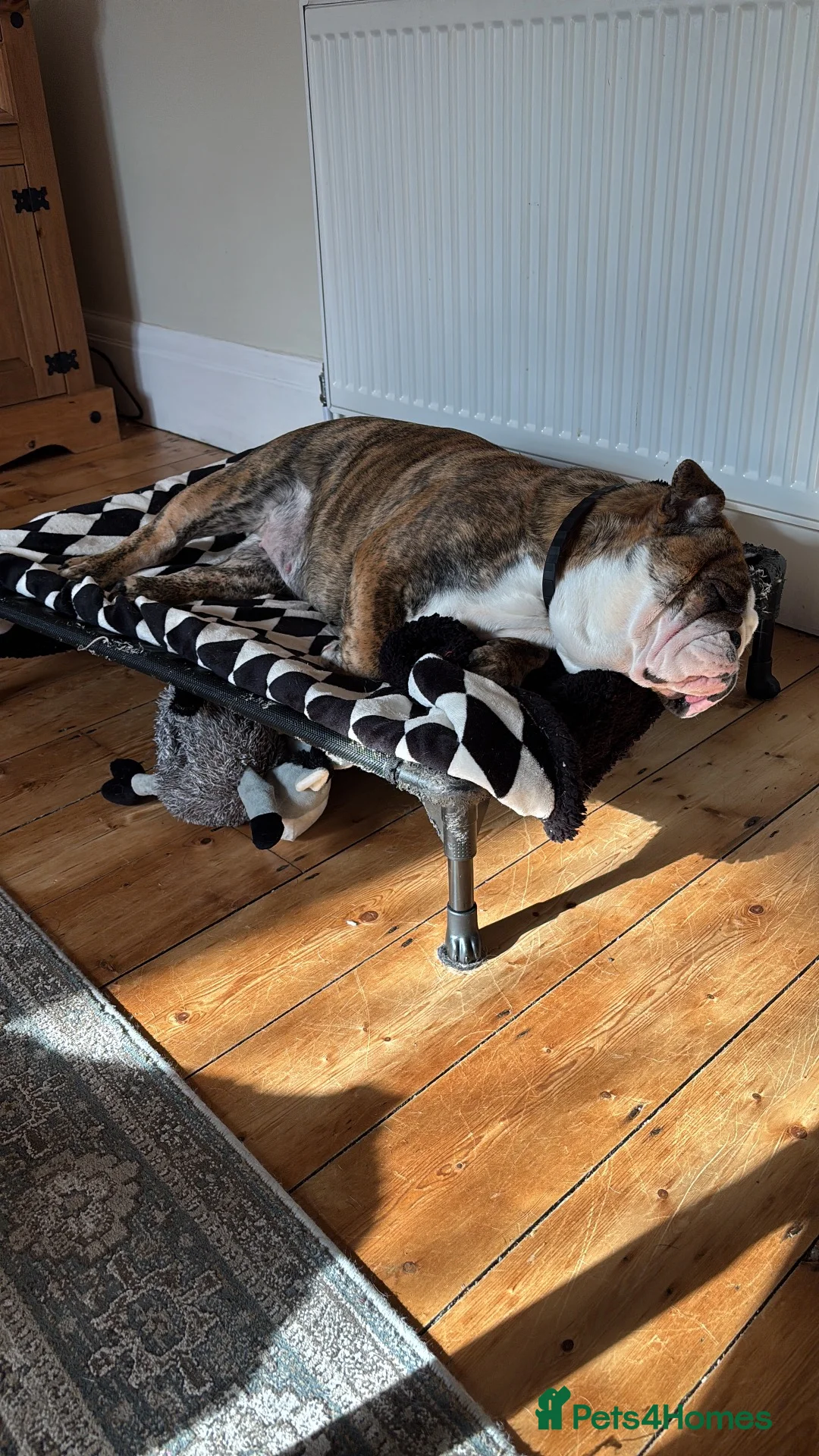 English Bulldog dogs for sale: Biscuit in Blackpool - Advert 7