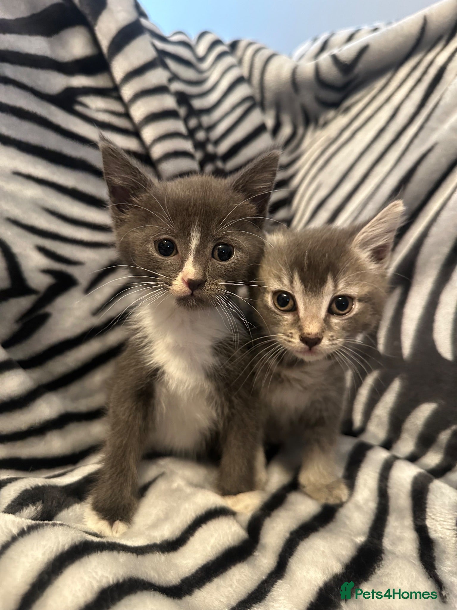 Mixed Breed cats 4 Stunning Siamese Mixed Kittens Available  - Advert 2