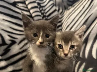 Mixed Breed cats 4 Stunning Siamese Mixed Kittens Available - Advert 2
