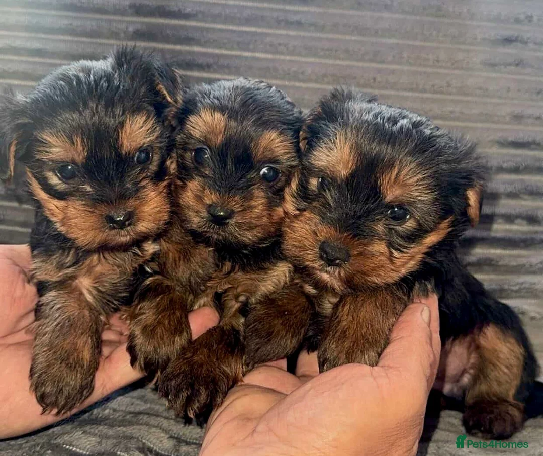Yorkshire Terrier dogs for sale: Yorkshire terrier  puppies 9 weeks  in London - Advert 2