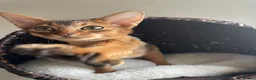 Abyssinian cats for sale: Abyssinian Kitten Boy and girl Tica Show Quality  - Advert 19